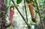 pitcher plants