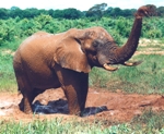 Elephant in mud