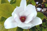 Duke University study gathered data on four trees, including the magnolia tree, relating to climate change.