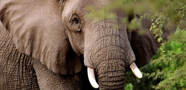 "Elephant Poaching and Ivory in East Africa: Assessment for an Effective Law Enforcement Response" is one of the reports to be presented. (Serengeti Park photo)