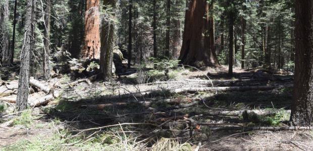 The Goliath Prescribed Burn starting on June 11, 2016, in Redwood Canyon, which is located in Kings Canyon National Park, California, home of the world