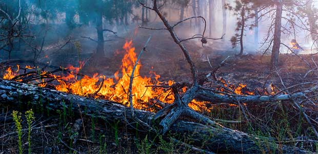 Fires in Tennessee Destroy Gatlinburg Resorts