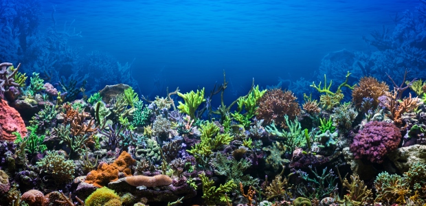 In a new study conducted by the U.S. Geological Survey, water temperatures in the Florida Keys are 2 degrees warmer than they were a few decades ago. The increase in temperature is causing the corals to turn white from symbiotic loss – a condition that could cause the corals to die.