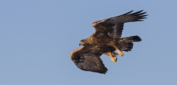The study tested a model that allows scientists and wind energy companies to predict bird fatalities before a wind farm is built.