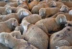 Sheep
