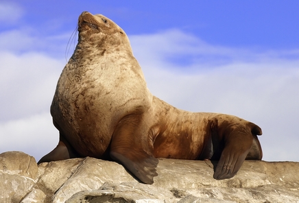 According to a new study, pacific sleeper sharks are preying on the endangered Stellar sea lions in the Gulf of Alaska. 